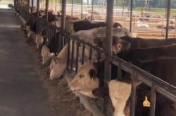 內蒙古赤峰養(yǎng)牛場電話號碼