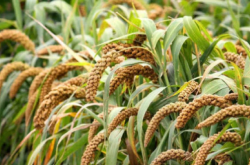 赤峰谷田理發(fā)店地址電話號碼