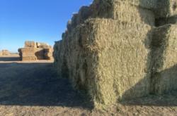 赤峰苜蓿草收購廠家電話號碼