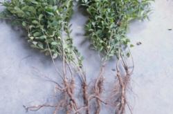 赤峰高紅鈣果基地電話號碼