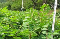 赤峰花楸苗供應(yīng)電話號碼查詢