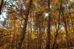 赤峰市美林谷大酒店電話號(hào)碼