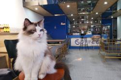 赤峰貓咪咖啡廳電話多少號