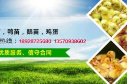 赤峰鴨苗養(yǎng)殖場(chǎng)電話多少號(hào)