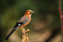 赤峰鳥養(yǎng)殖場電話號碼查詢