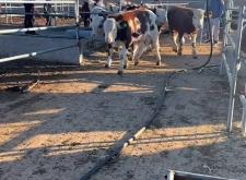 赤峰收奶公牛電話號碼多少