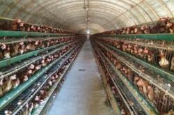 赤峰浩欣養(yǎng)殖廠電話號(hào)碼