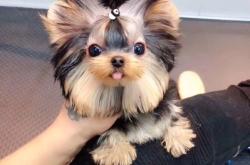 赤峰約克夏幼犬出售電話號(hào)碼