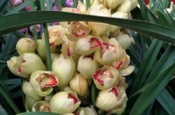 赤峰花卉市場(chǎng)批發(fā)電話號(hào)碼