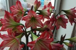 赤峰鮮花工廠地址和電話號(hào)碼