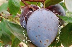 赤峰附近西梅采摘園電話號(hào)碼