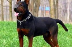 赤峰紅山區(qū)收狗電話號碼