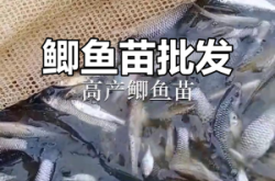 赤峰鯽魚苗子批發(fā)電話地址