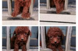 赤峰收狗同城電話多少號(hào)