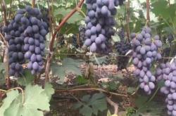 赤峰藤王葡萄苗銷售電話地址