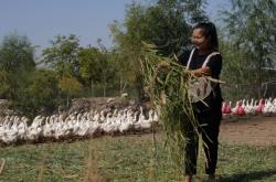 赤峰養(yǎng)鵝暖棚出租電話地址查詢