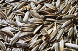 赤峰劉龍瓜子店地址電話號碼