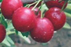 赤峰王金寶診所電話(huà)號(hào)碼多少