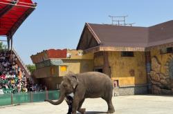 赤峰藍野動物園電話號碼