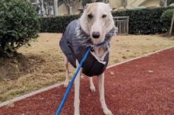 赤峰領(lǐng)養(yǎng)靈緹電話(huà)號(hào)碼查詢(xún)