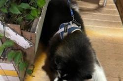 赤峰狗狗咖啡館地址電話號(hào)碼