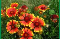 赤峰天人菊苗商家電話號(hào)碼