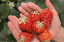 赤峰草莓園電話號碼查詢是多少