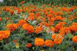 赤峰染料銷(xiāo)售電話號(hào)碼查詢(xún)地址