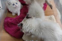 赤峰同城領(lǐng)養(yǎng)小貓咪電話號碼