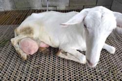 赤峰賣奶山羊電話多少號