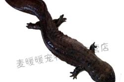 赤峰活魚水產市場地址電話號碼