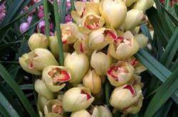 赤峰市花卉直播間電話號碼