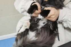 赤峰王雪寵物醫(yī)院電話號碼