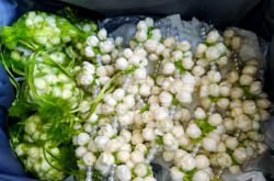 赤峰市茉莉花店電話號碼