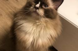 赤峰寵物貓免費(fèi)領(lǐng)養(yǎng)電話號(hào)碼