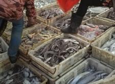 赤峰兔架批發(fā)市場電話號碼