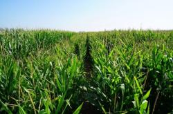 赤峰苞米種植基地電話號碼查詢