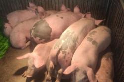 赤峰收育肥豬電話號碼查詢