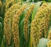 赤峰益畝小米售后電話地址查詢