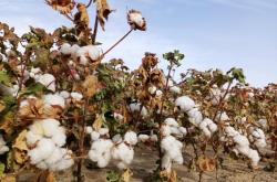 赤峰棉花糖廠電話多少號啊