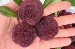 赤峰楊梅果醬專賣店電話號(hào)碼