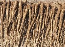 赤峰元寶批發(fā)廠家直銷電話號(hào)碼