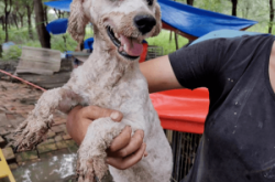 赤峰救助站領(lǐng)養(yǎng)寵物電話號碼