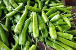 赤峰尖椒收購電話號碼是多少