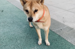 赤峰市柴犬出售電話號碼