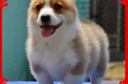 赤峰尋找柯基犬電話地址查詢