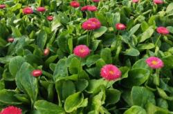 赤峰雛菊苗商家電話地址查詢