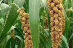 赤峰紅薯儲存庫地址電話號碼