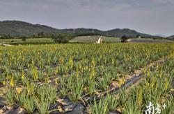 赤峰美容蘆薈種植園電話號碼