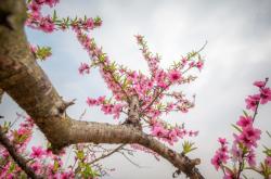 赤峰龍景巷桃花社區(qū)電話號(hào)碼